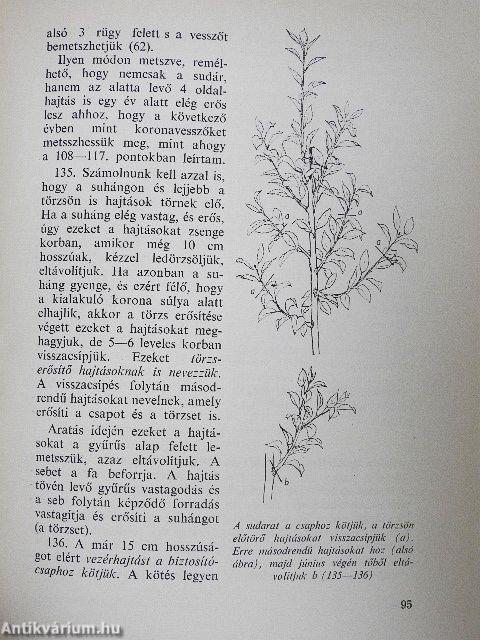 A gyümölcsfák metszése képekben