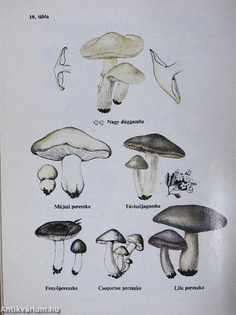 Gombagyűjtők kiskátéja