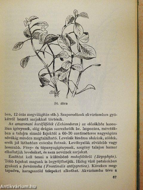 Mit üzen a Tévé Kuckó?