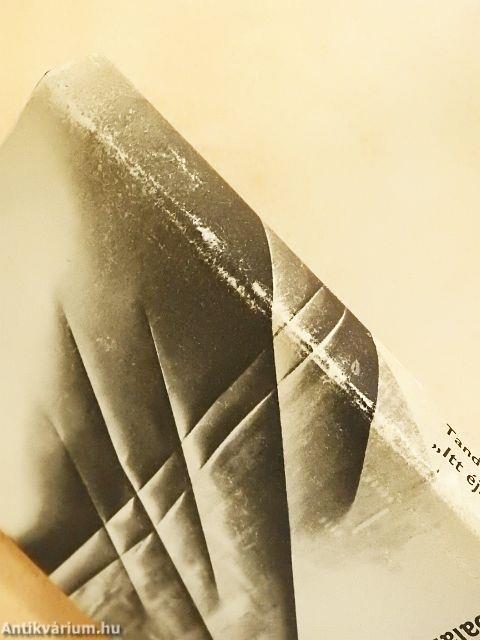 "Itt éjszaka koalák járnak"