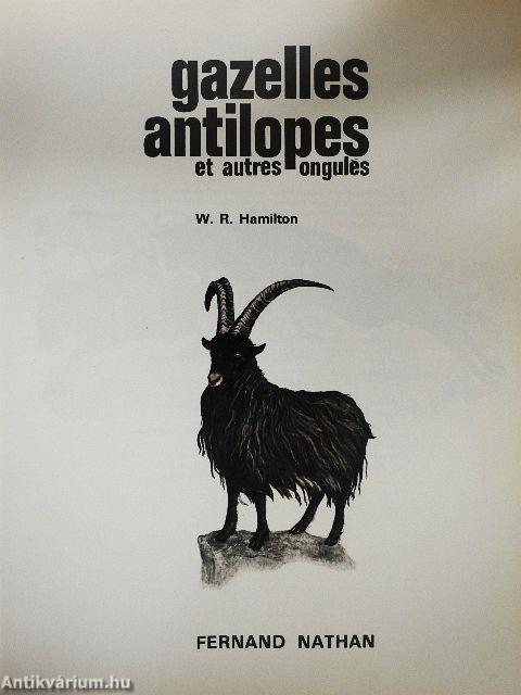 Gazelles antilopes et autres ongulés