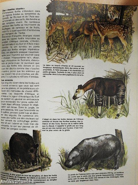 Gazelles antilopes et autres ongulés