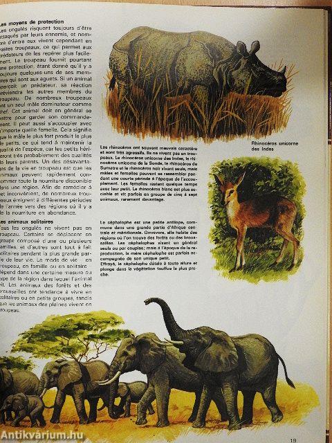 Gazelles antilopes et autres ongulés