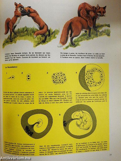 La vie des carnivores