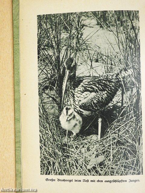 Was ich unter Tieren erlauschte (gótbetűs)