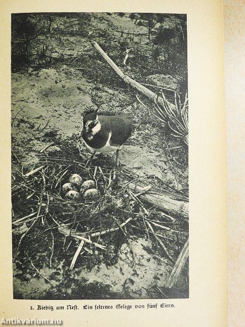 Was ich unter Tieren erlauschte (gótbetűs)