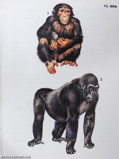 Állatkerti emlősök