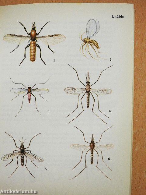 Legyek, hangyák, méhek, darazsak