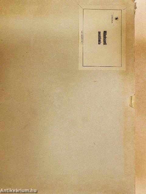 Művészeti anatómia