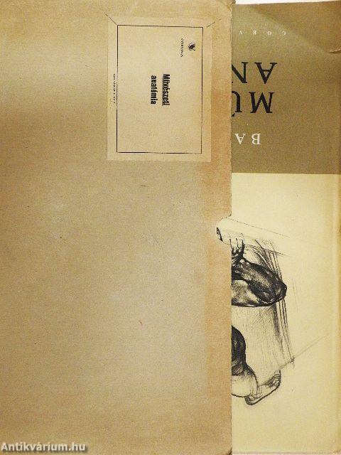 Művészeti anatómia