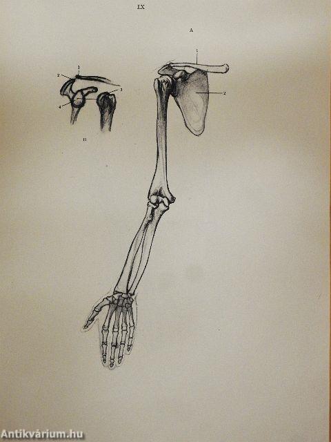 Művészeti anatómia