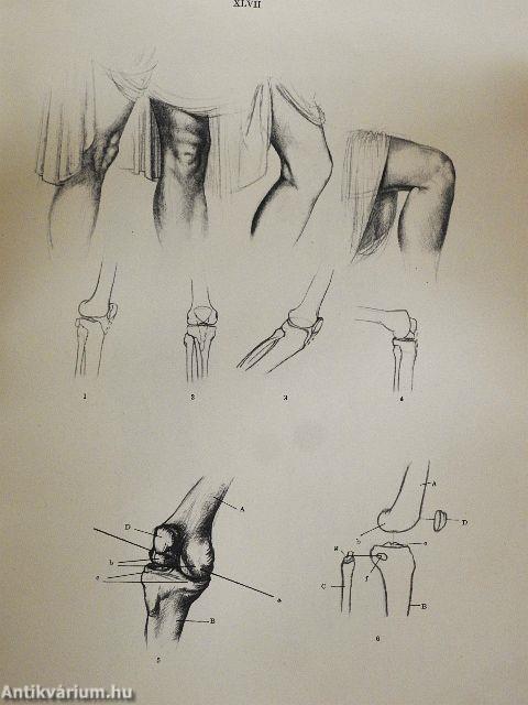 Művészeti anatómia