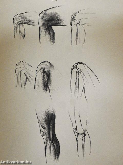 Művészeti anatómia