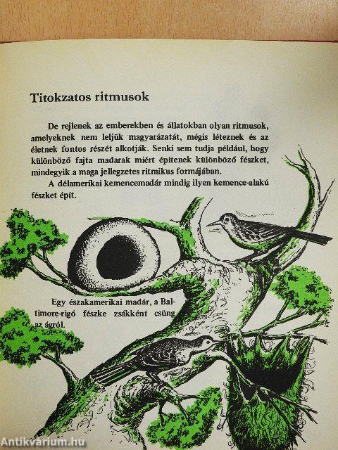 Ismerkedjünk a ritmussal