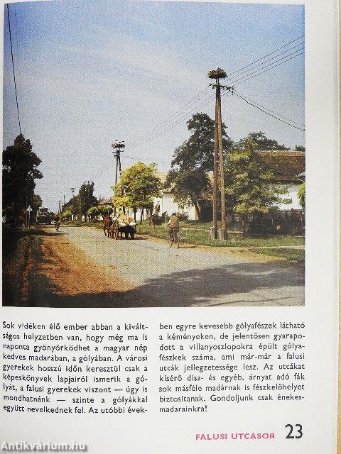 Házunk, kertünk madarairól