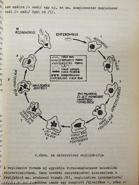 Állatorvosi mikrobiológia III.