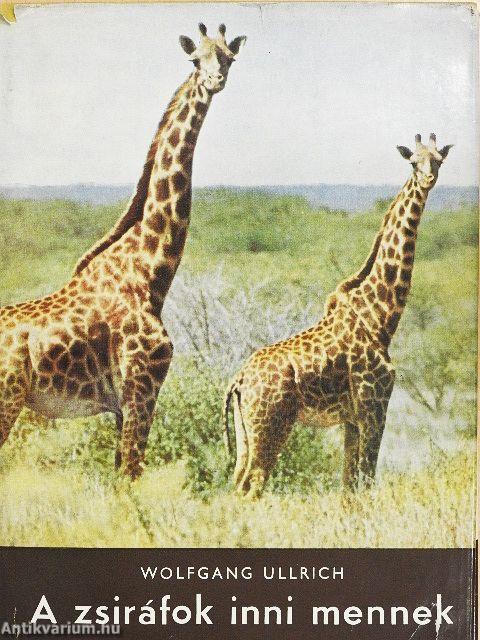 A zsiráfok inni mennek