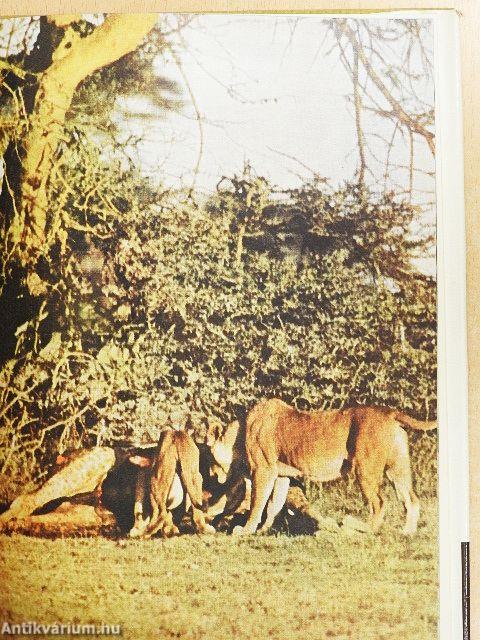 A zsiráfok inni mennek