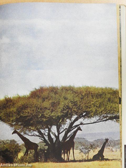 A zsiráfok inni mennek