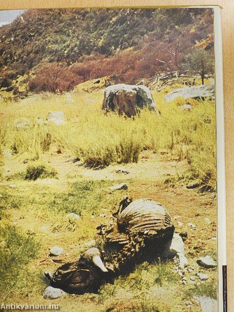 A zsiráfok inni mennek