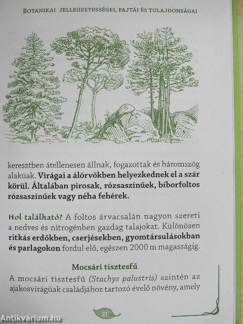 A csalán titkai