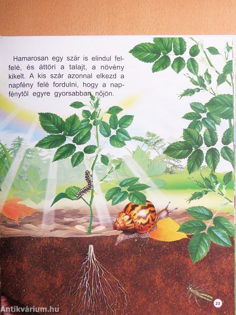 Körforgás a természetben