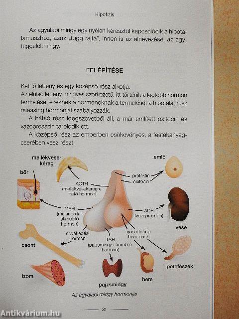 Egészséges hormonrendszer