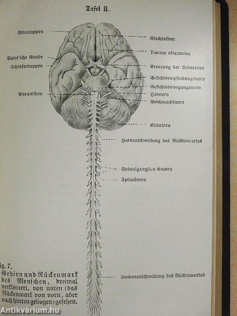 Hygiene der Nerven und des Geistes (gótbetűs)