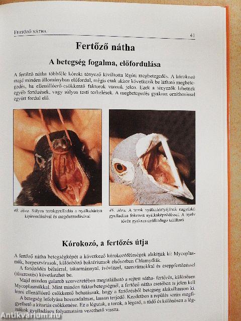 Galambbetegségek megelőzése, felismerése és kezelése