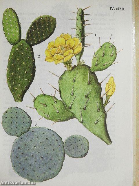 Kaktuszok, pozsgások