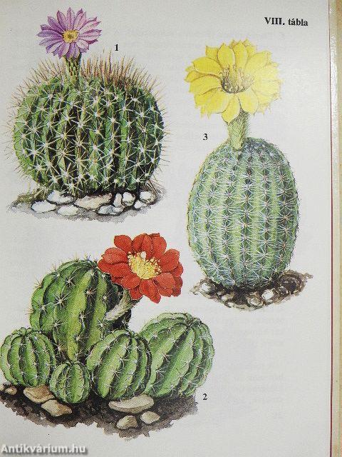 Kaktuszok, pozsgások