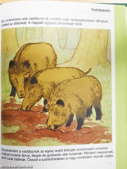 Erdők, mezők állatai