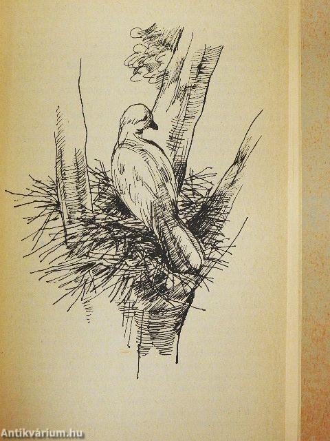 Aranydenevérek, rózsaszín galambok