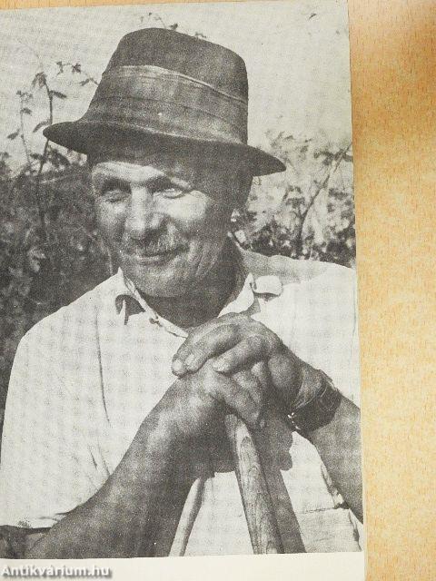 Szőlő a házikertben