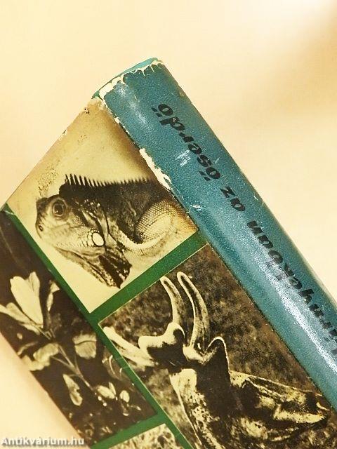 Holdárnyékban az őserdő