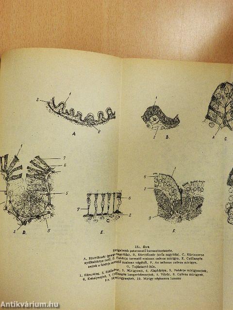 Ábrafüzet az állatszervezettani gyakorlatok Sejt- és szövettani rész c. jegyzethez