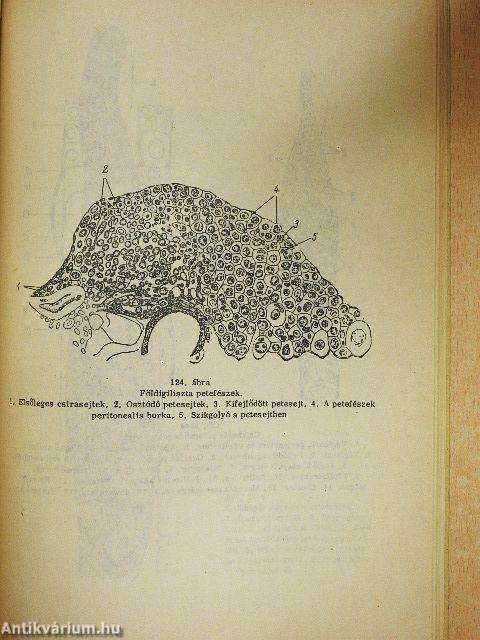 Ábrafüzet az állatszervezettani gyakorlatok Sejt- és szövettani rész c. jegyzethez