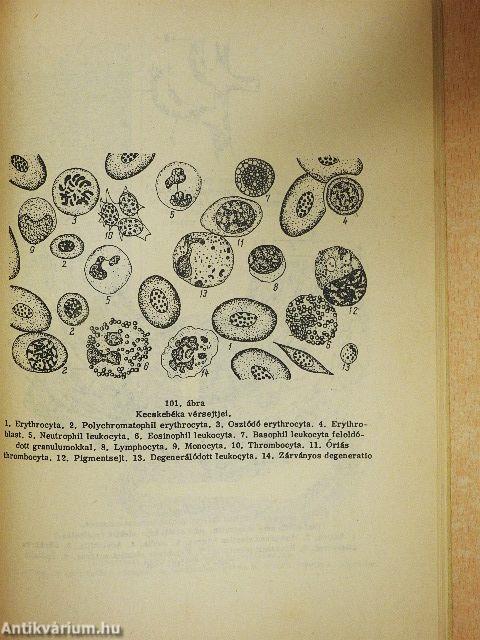 Ábrafüzet az állatszervezettani gyakorlatok Sejt- és szövettani rész c. jegyzethez