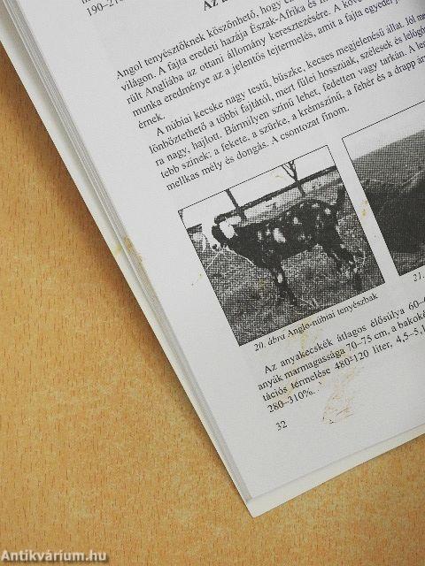 Kecsketenyésztés kisgazdaságokban