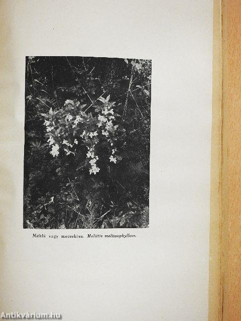 Képek a Mecsek növényéletéből