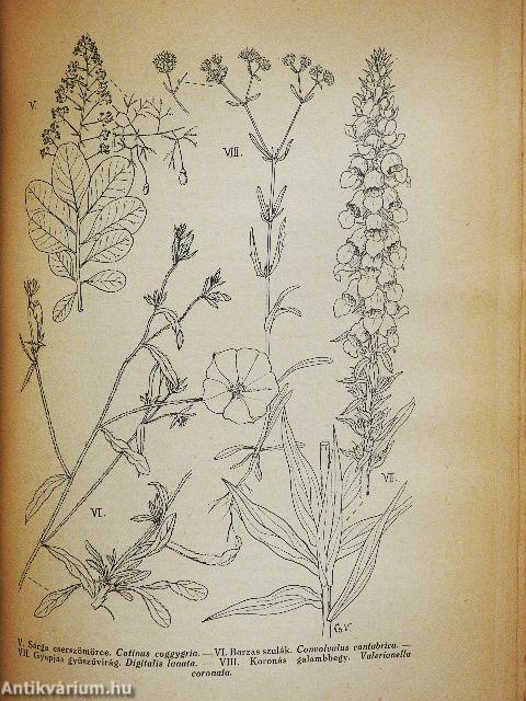 Képek a Mecsek növényéletéből