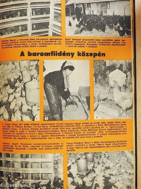 Kistenyésztők Lapja 1986. január-december