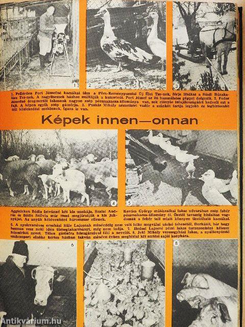 Kistenyésztők Lapja 1986. január-december