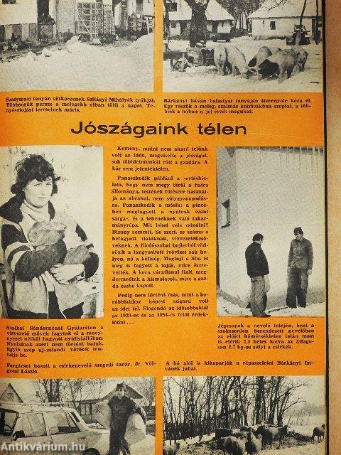 Kistenyésztők Lapja 1985. január-december