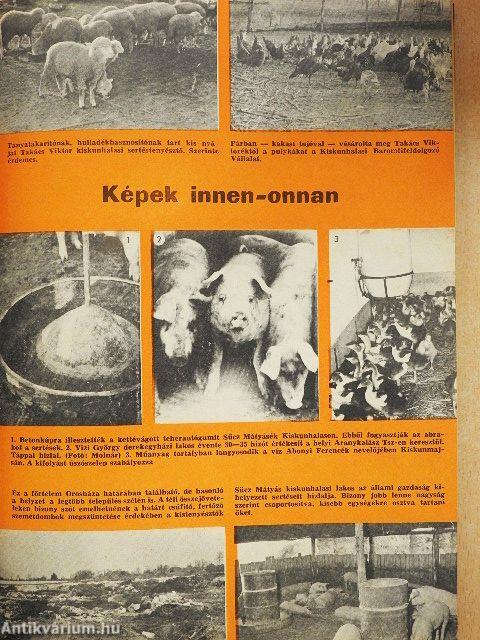 Kistenyésztők Lapja 1985. január-december