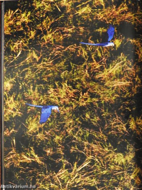 Latin-Amerika a kondorkeselyű szemével