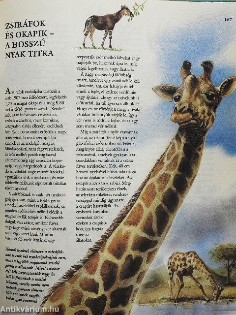 Ezerarcú állatvilág