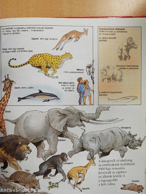 Nagy Larousse kicsiknek