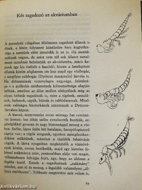 Salamon király gyűrűje