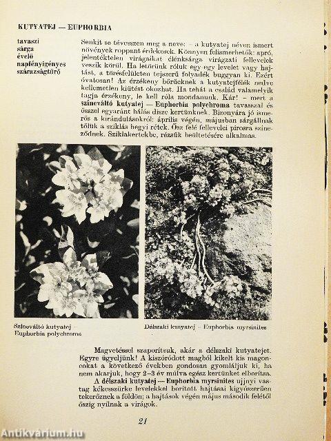 Képes virágábécé